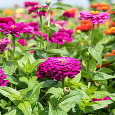 Zinnia Oklahoma Double Bloom Flower Seeds for Planting - Heirloom, Non-GMO, Drought Tolerant Garden Seeds