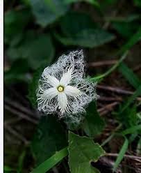 White Trichosanthes Cucumerina Flower Seeds for Planting – Heirloom, Non-GMO, High Germination Organic Garden Seeds