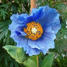 Fresh Meconopsis Flower Seeds for Planting - Heirloom, Non-GMO, High Germination Organic Garden Seeds