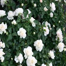 White Geranium Flower Seeds for Planting – Heirloom, Non-GMO Long-Bloom Organic Garden Seeds