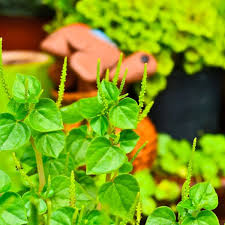Peperomia Pellucida Flower Seeds for Planting – Seasonal Bloomer, Heirloom, Non-GMO, High Germination Garden Seeds