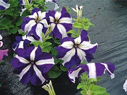 White Blue Star Petunia Flower Seeds for Planting – Heirloom Non-GMO, High Germination, Vibrant Colors