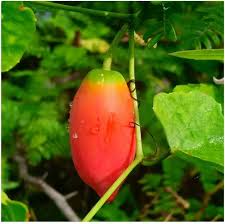 Vegetable Seeds,Garden seeds, Seeds For Planting,Plant Seeds