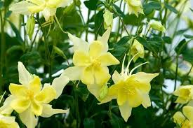 Aquilegia Chrysantha Flower Seeds for Planting – Heirloom, Non-GMO, High Germination Organic Garden Seeds