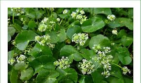 Centella Flower Seeds for Planting - Heirloom, Non-GMO, High Germination Organic Garden Seeds