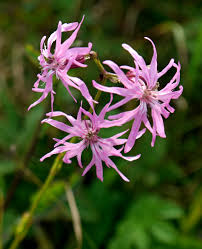 Heirloom Lychnis Flos-Cuculi Flower Seeds for Planting – Non-GMO, Garden Favorite, High Germination