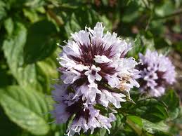 Mint Flower Seeds for Planting – Shade Tolerant Heirloom Non-GMO High Germination Organic Garden Seeds