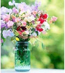 Heirloom Peas Flower Seeds for Planting | Non-GMO, High Germination, Organic Garden Seeds