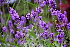 Lavender Vera Flower Seeds for Planting – Heirloom, Non-GMO, Seasonal Bloomer Organic Garden Seeds