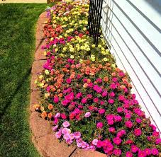 Heirloom Moss Flower Seeds for Planting – Non-GMO, High Germination Organic Garden Seeds