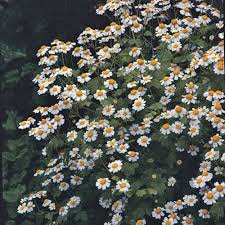 Feverfew Flower Seeds for Planting – Heirloom, Non-GMO, High Germination Organic Garden Seeds