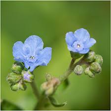 Blue Cynoglossum Flower Seeds for Planting – Heirloom, Non-GMO, Vibrant Color Organic Garden Seeds