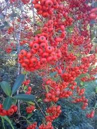 Red Firethorn Seeds – Heirloom, Non-GMO, Colorful Display