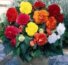 Mixed Begonia Tuberosa Flower Seeds for Planting – Heirloom, Non-GMO, High Germination Organic Garden Seeds