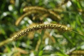 Yellow Foxtail grass seeds for planting - Heirloom & Non-GMO Garden seeds