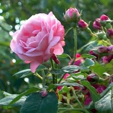 Baby Pink Climbing Rose Flower Seeds for Planting – Pollinator Friendly Heirloom, Non-GMO, High Germination Organic Garden Seeds