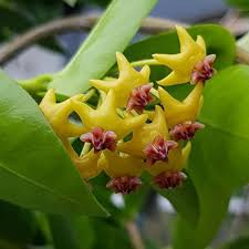 Yellow Maroon Hoya Carnosa Flower Seeds for Planting – Heirloom, Non-GMO, High Germination