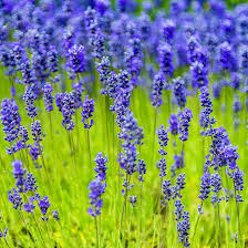 Lavender Munstead Flower Seeds for Planting – Heirloom, Non-GMO, High Germination Organic Garden Seeds