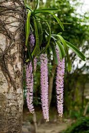 Rhynchostylis Flower Seeds for Planting – Wildflower Mix, Heirloom & Non-GMO Seeds