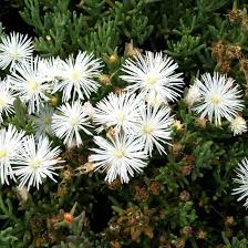 Lampranthus Maximiliana Flower Seeds for Planting – Sun Loving, Heirloom, Non-GMO Organic Garden Seeds