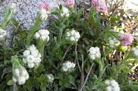 Pussytoes Flower Seeds for Planting – Hardy Variety Heirloom Non-GMO Organic Garden Seeds