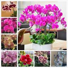 Marron Phalaenopsis Orchid Flower Seeds for Planting – Heirloom, Non-GMO, High Germination Seeds