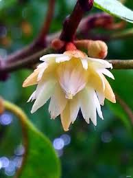 Mimusops Flower Seeds for Planting – Heirloom, Non-GMO, Garden Favorite Organic Seeds