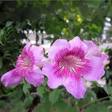 Pink White Cape Honeysuckle Flower Seeds for Planting – Heirloom, Non-GMO, High Germination Organic Seeds