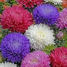 Aster Flower Seeds for Planting – Heirloom, Non-GMO, High Germination Organic Garden Seeds