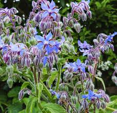 Heirloom Borago Officinalis Flower Seeds for Planting – Non-GMO, Hardy Organic Garden Seeds