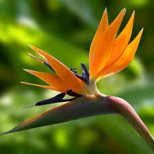 Strelitzia Reginae Flower Seeds – Heirloom, Non-GMO, Sun Loving