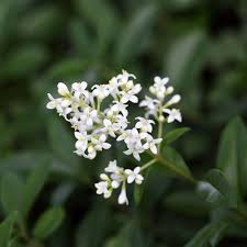 Ligustrum Flower Seeds for Planting – Heirloom Non-GMO, High Germination, Easy to Grow