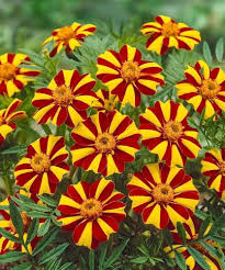 Marigold Mr Majestic Flower Seeds for Planting – Fragrant Blossoms, Heirloom, Non-GMO, Organic Garden Seeds