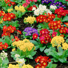 Heirloom Polyanthus Flower Seeds for Planting | Non-GMO, High Germination, Organic Garden Seeds
