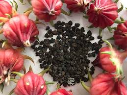 Cranberry Hibiscus Flower Seeds for Planting – Heirloom, Non-GMO, Hardy Variety