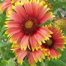 Gaillardia Flower Seeds for Planting – Vibrant Colors, Heirloom, Non-GMO &amp; High Germination Seeds