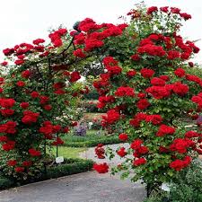 Red Climber Flower Seeds for Planting | Heirloom Non-GMO High Germination Organic Garden Seeds