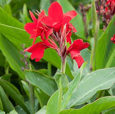 Canna Flower Seeds for Planting – Heirloom, Non-GMO, High Germination Organic Garden Seeds