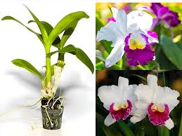 Pink White Cattleya Hybrida Flower Seeds for Planting – Perfect for Borders, Heirloom, Non-GMO Seeds for Home Garden