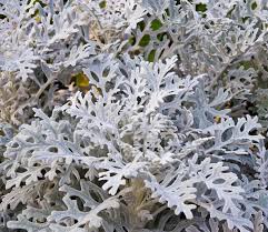 Gray Cineraria Dusty Flower Seeds for Planting – Heirloom, Non-GMO, High Germination Organic Garden Seeds
