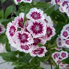 White Maroon Dianthus Flower Seeds – Heirloom, Non-GMO, High Germination Organic Garden Seeds