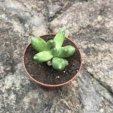 Pachyphytum Compactum Flower Seeds for Planting – Heirloom, Non-GMO, High Germination Organic Garden Seeds