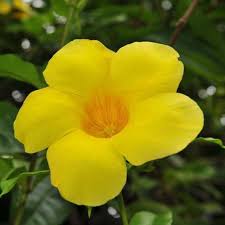 Beautiful Allamanda Flower Seeds for Planting – Garden Favorite, Heirloom, Non-GMO, High Germination Organic Garden Seeds