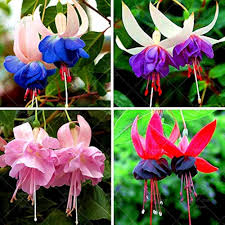 Fuchsias Flower Seeds for Planting – Perfect for Borders Heirloom Non-GMO High Germination Organic Garden Seeds