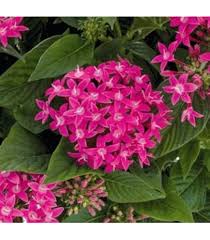 Heirloom Pentas Lanceolata Flower Seeds for Planting – Long Bloom Season, Non-GMO, High Germination Organic Garden Seeds