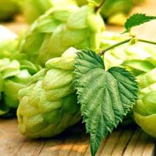 Light Green Humulus Lupulus Seeds for Planting – Long Bloom Season, Heirloom, Non-GMO Organic Garden Seeds