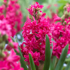 Red Hyacinth Flower Seeds for Planting | Heirloom Non-GMO Organic Garden Seeds, Sun Loving, High Germination