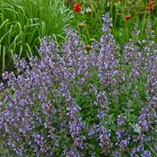 Heirloom Nepeta Flower Seeds for Planting | Non-GMO, High Germination, Organic Garden Seeds