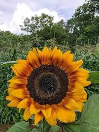 Yellow Sunflower Flower Seeds for Planting – Premium, Heirloom, Non-GMO, High Germination