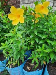 Heirloom Allamanda Flower Seeds for Planting – Non-GMO, Sun Loving Organic Garden Seeds